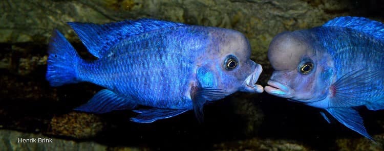 Cyrtocara moorii 'Chilumba'